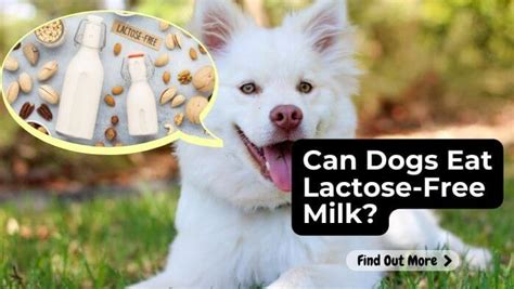 can dogs eat lactose free milk.